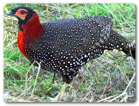  Himachal Pradesh State bird, Western tragopan, Tragopan melanocephalus